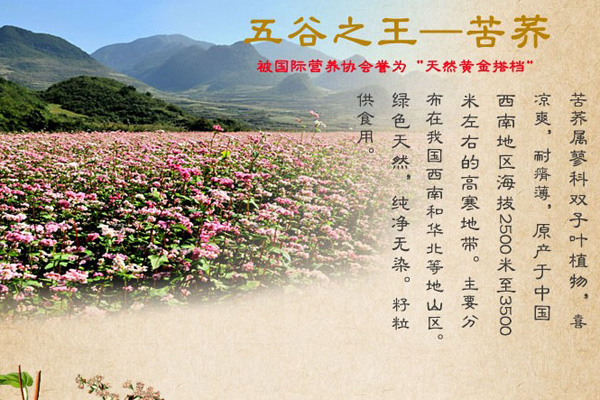 龙凤金苦荞茶